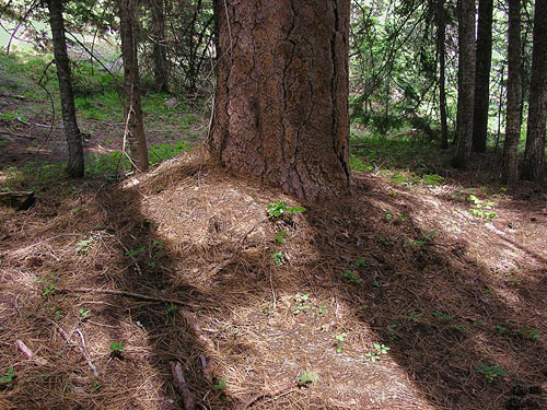 base of giant Ponderosa pine, Sand Ridge Trailhead E of White Pass, Yakima County, Washington