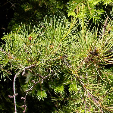 young pine foliage, Sand Ridge Trailhead E of White Pass, Yakima County, Washington