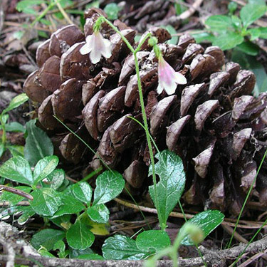 twinflower Linnaea borealis, Sand Ridge Trailhead E of White Pass, Yakima County, Washington