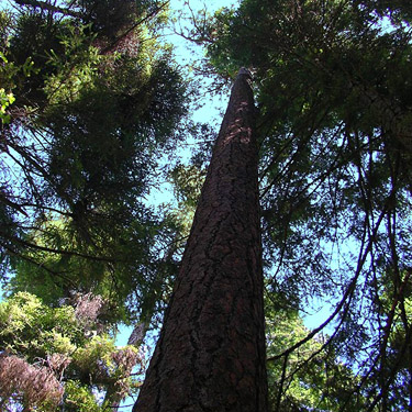 looking up giant Ponderosa pine, Sand Ridge Trailhead E of White Pass, Yakima County, Washington