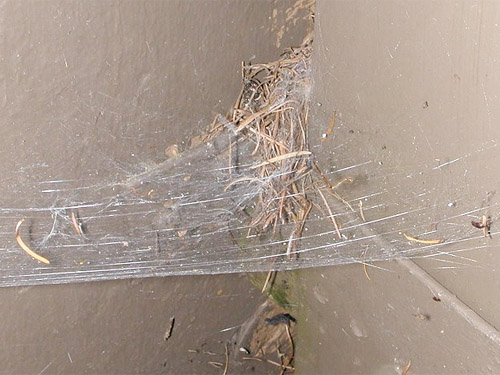 Novalena funnel spider web in outhouse, Sand Ridge Trailhead E of White Pass, Yakima County, Washington