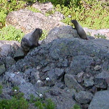 two marmots on north side of Sauk Mountain, Skagit County, Washington