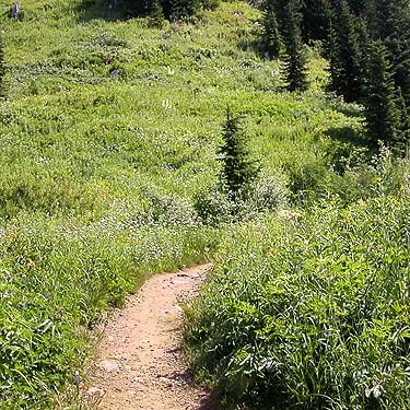 start of trail to Sauk Mountain, Skagit County, Washington