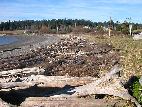 driftwood habitat, Monroe Landing County Park, Whidbey Island, Washington