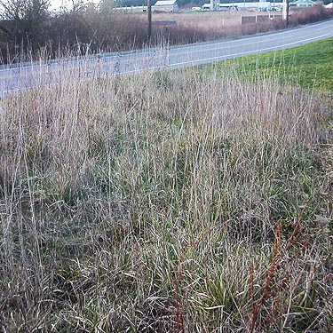 grass field habitat, Monroe Landing County Park, Whidbey Island, Washington