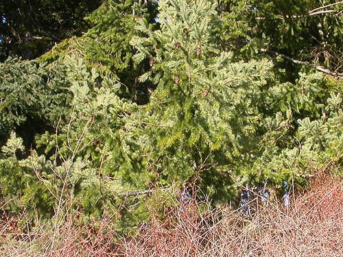 Douglas-fir foliage, Scenic Heights, Whidbey Island, Washington