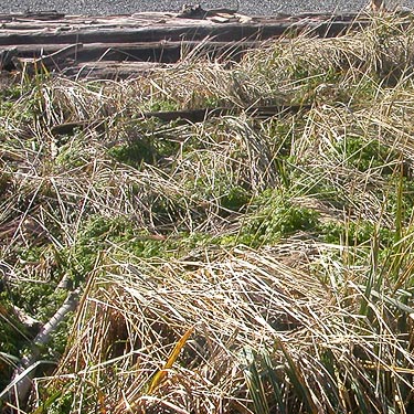 beach meadow habitat, Monroe Landing County Park, Whidbey Island, Washington