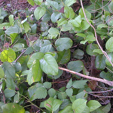 salal in fir forest understory, Scenic Heights, Whidbey Island, Washington