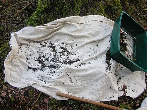 sifting rose-fir litter, Scenic Heights, Whidbey Island, Washington