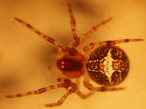 juvenile theridiid spider Theridion simile from Monroe Landing County Park, Whidbey Island, Washington