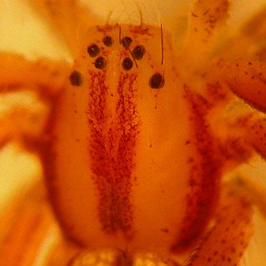 Carapace of Tibellus oblongus crab spider, Monroe Landing Park, Whidbey Island, Washington