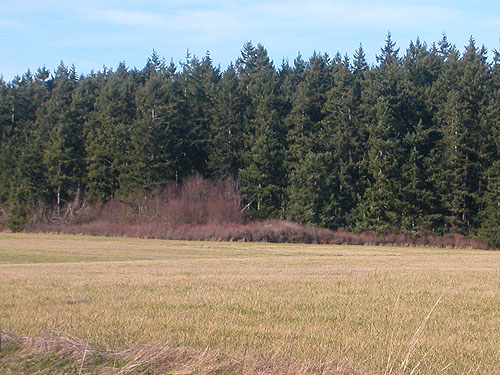 grass-shrub-tree vegetation zones, Scenic Heights, Whidbey Island, Washington