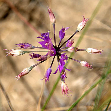 Allium flower, upper Schnebly Coulee, Kittitas County, Washington