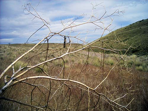 dead branches, upper Schnebly Coulee, Kittitas County, Washington