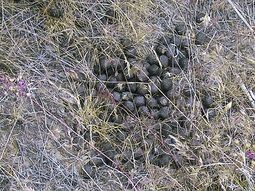 deer droppings with purple Allium flowers, upper Schnebly Coulee, Kittitas County, Washington