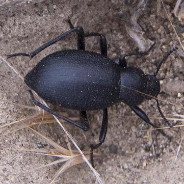 darkling beetle Eleodes sp., upper Schnebly Coulee, Kittitas County, Washington