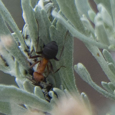 ant, Formica sp. on sagebrush, upper Schnebly Coulee, Kittitas County, Washington