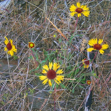 blanketflower Gaillardia aristata, upper Schnebly Coulee, Kittitas County, Washington