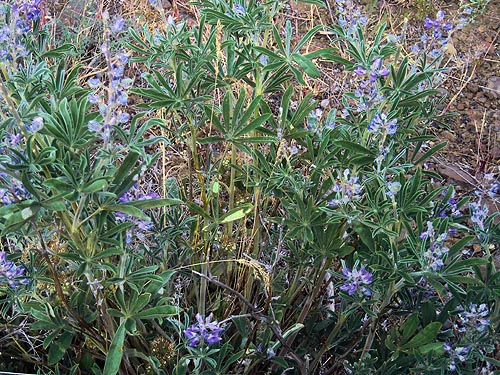 lupine, upper Schnebly Coulee, Kittitas County, Washington