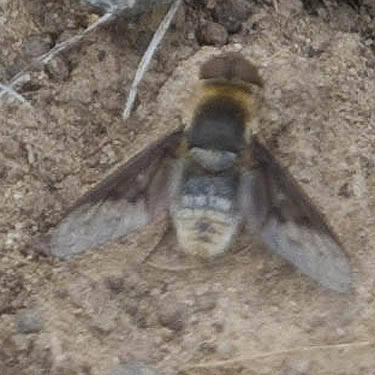 bee fly Bombylius major, upper Schnebly Coulee, Kittitas County, Washington