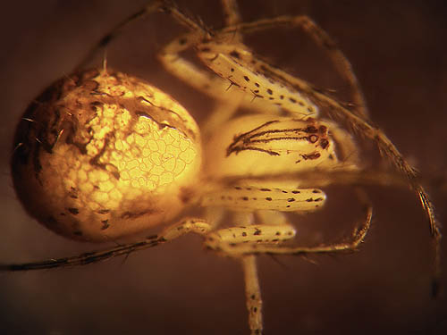 pirate spider Mimetidae Mimetus  hesperus, upper Schnebly Coulee, Kittitas County, Washington