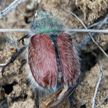 scarab beetle Paracotalpa granicollis, upper Schnebly Coulee, Kittitas County, Washington