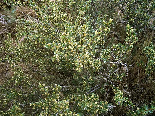 Ribes sp. shrub, upper Schnebly Coulee, Kittitas County, Washington