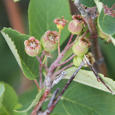 flowers of Ribes shrub, upper Schnebly Coulee, Kittitas County, Washington