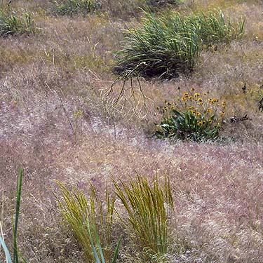 invasive cheat grass Bromus tectorum, upper Schnebly Coulee, Kittitas County, Washington