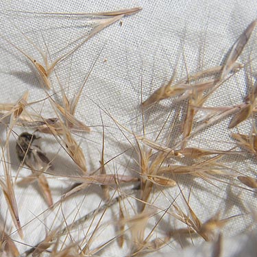 seeds of cheat grass, Bromus tectorum, upper Schnebly Coulee, Kittitas County, Washington