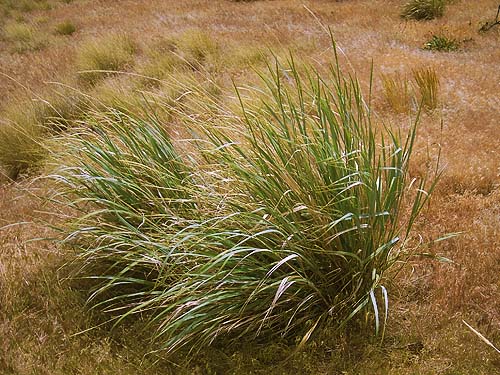 Bromus tectorum surrounding native grass, upper Schnebly Coulee, Kittitas County, Washington