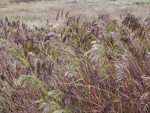 invasive cheat grass, Bromus tectorum, upper Schnebly Coulee, Kittitas County, Washington