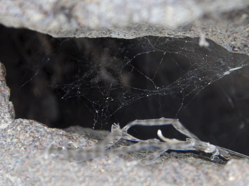 black widow web Latrodectus hesperus, upper Schnebly Coulee, Kittitas County, Washington