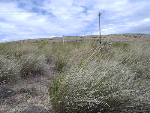 wind-bent grass, upper Schnebly Coulee, Kittitas County, Washington