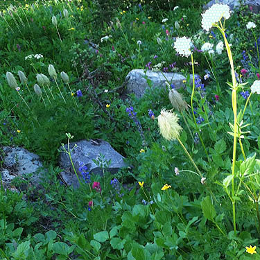 diverse bit of subalpine meadow, east side of Chinook Pass, Yakima County, Washington
