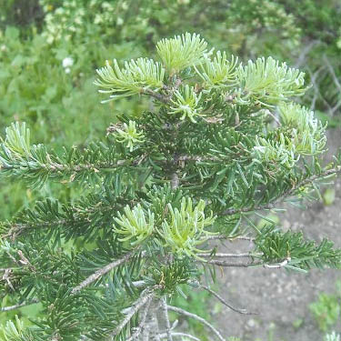 subalpine fir foliage Abies lasiocarpa, east side of Chinook Pass, Yakima County, Washington
