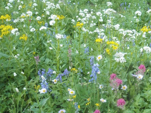 multicolored subalpine flower meadow, east side of Chinook Pass, Yakima County, Washington