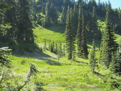 subalpine parkland, east side of Chinook Pass, Yakima County, Washington