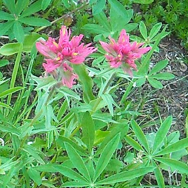 Castilleja sp. in subalpine meadow, east side of Chinook Pass, Yakima County, Washington