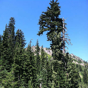 subalpine trees, east side of Chinook Pass, Yakima County, Washington