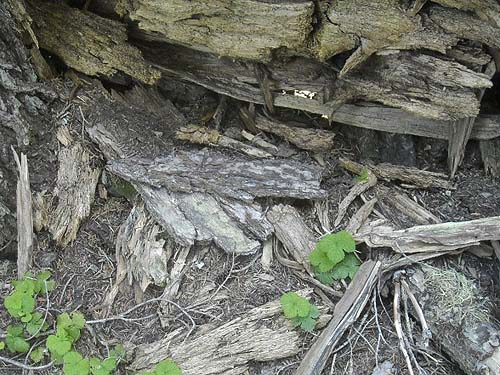 dead wood spider habitat, east side of Chinook Pass, Yakima County, Washington