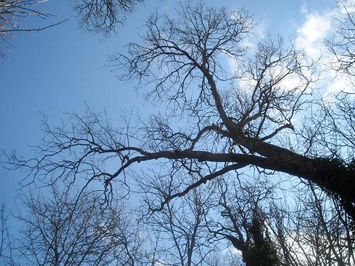 bare Garry oak at beginning of spring, Seeley Lake Park, Lakewood, Pierce County, Washington