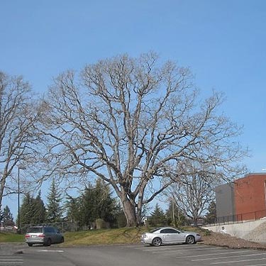 bare garry oak tree in neighborhood near Seeley Lake Park, Lakewood, Pierce County, Washington