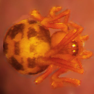 theridiid spider Thymoites camano from oak litter, Seeley Lake Park, Lakewood, Pierce County, Washington
