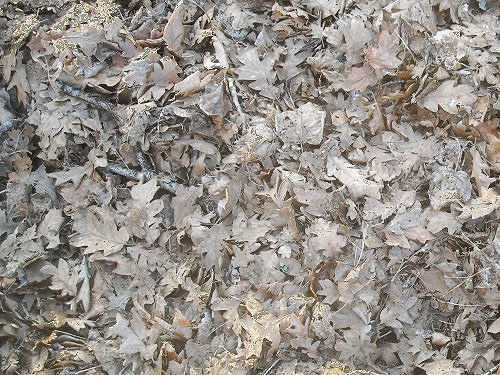 drift of oak litter, Seeley Lake Park, Lakewood, Pierce County, Washington