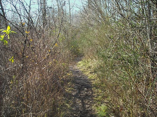 trail into mid-wetland, Seeley Lake Park, Lakewood, Pierce County, Washington