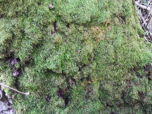 moss on tree trunk, Seeley Lake Park, Lakewood, Pierce County, Washington