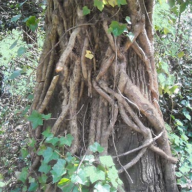 ivy stems destroying tree, Seeley Lake Park, Lakewood, Pierce County, Washington