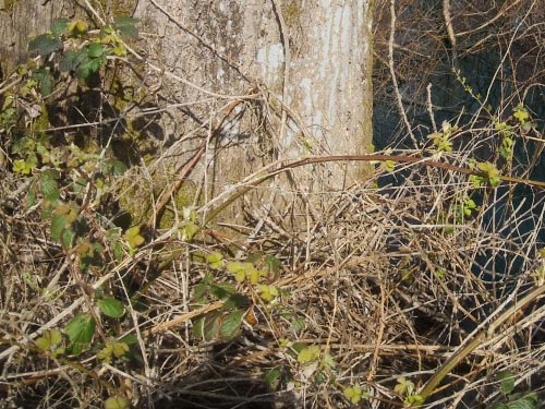 invasive Himalayan blackberry, Seeley Lake Park, Lakewood, Pierce County, Washington