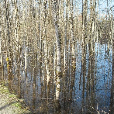 trees in flooded area, middle of Seeley Lake Park, Lakewood, Pierce County, Washington